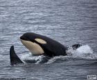 Orka - Katil balina